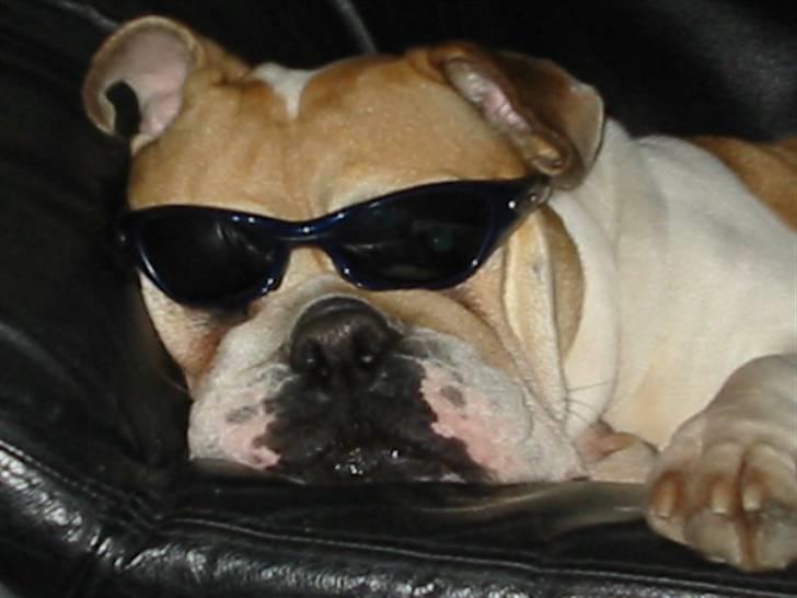 Engelsk bulldog Freja billede 6