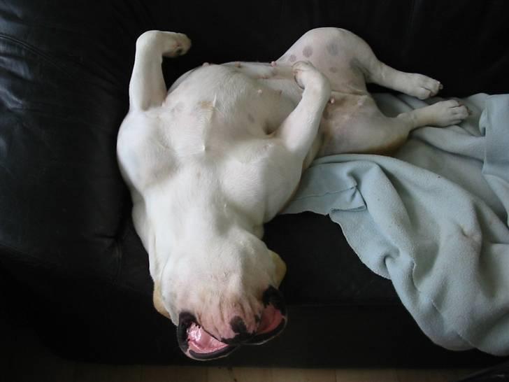 Engelsk bulldog Freja billede 7