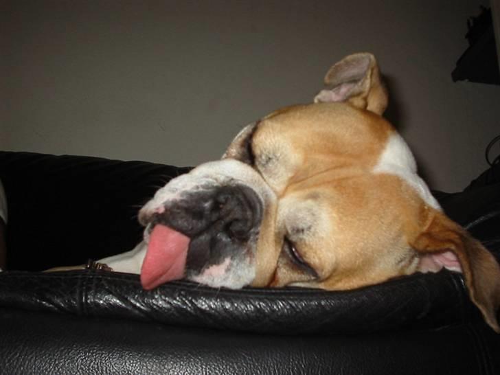 Engelsk bulldog Freja billede 8