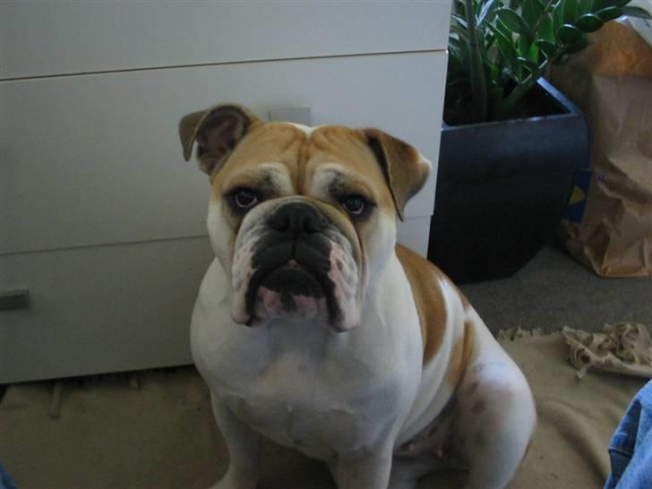 Engelsk bulldog Freja billede 9