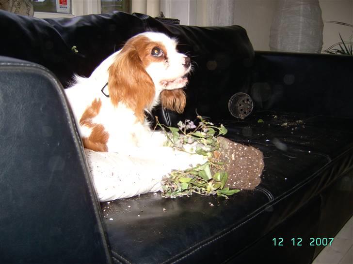 Cavalier king charles spaniel Lulu - Lulu viser stor interesse for blomster... billede 8