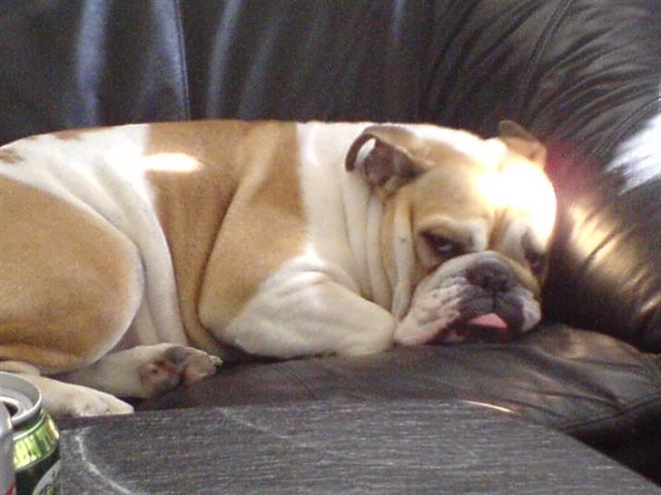 Engelsk bulldog Freja billede 10