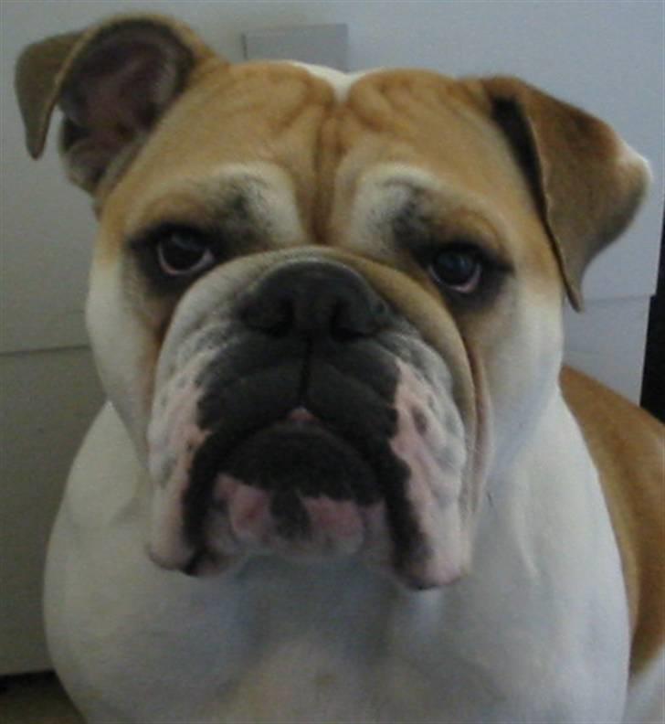 Engelsk bulldog Freja billede 11