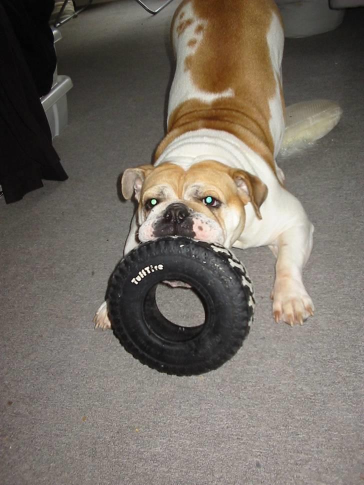 Engelsk bulldog Freja billede 12