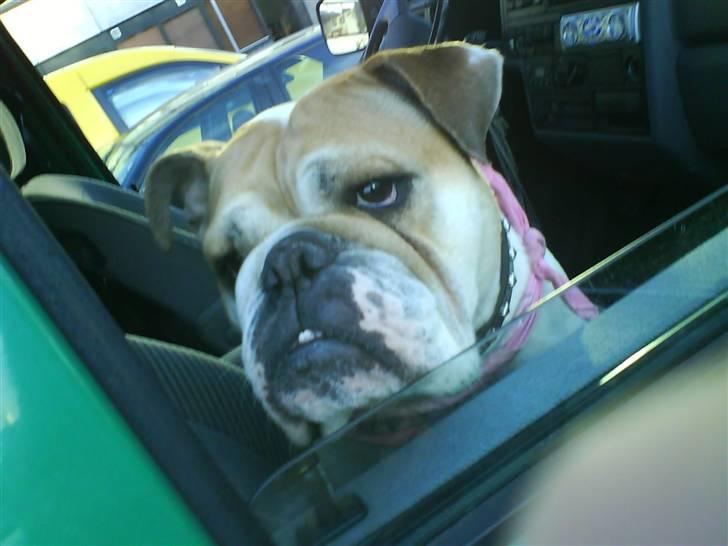 Engelsk bulldog Freja billede 13