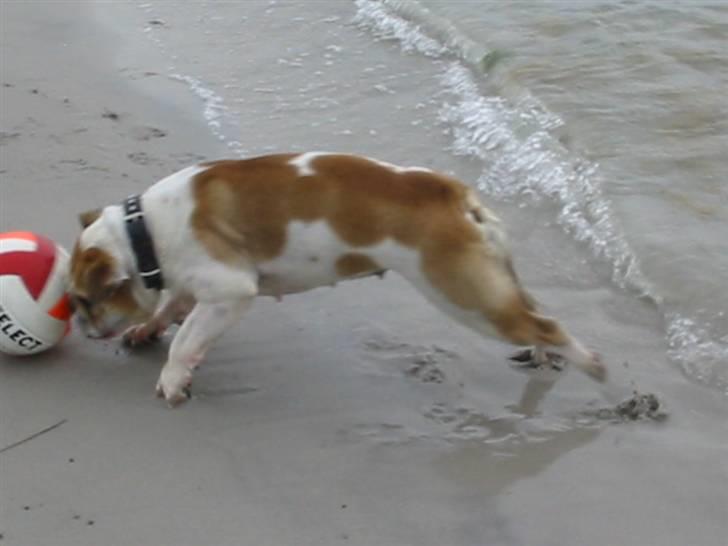 Engelsk bulldog Freja billede 14