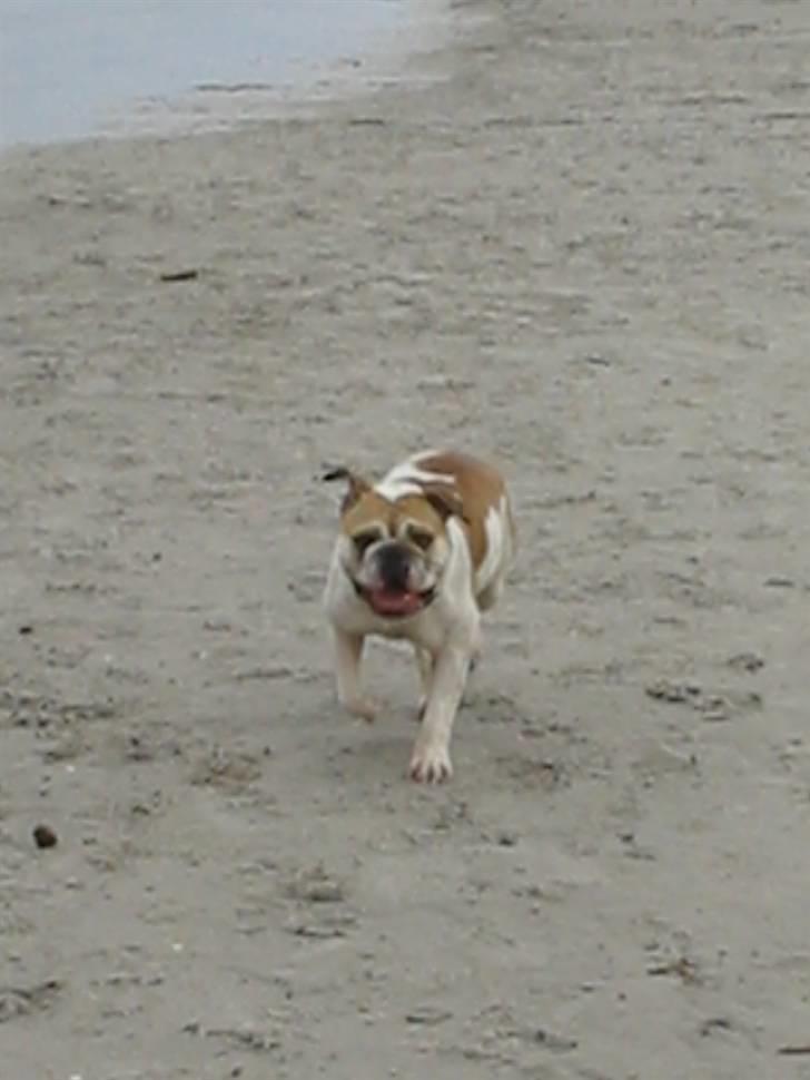 Engelsk bulldog Freja billede 15