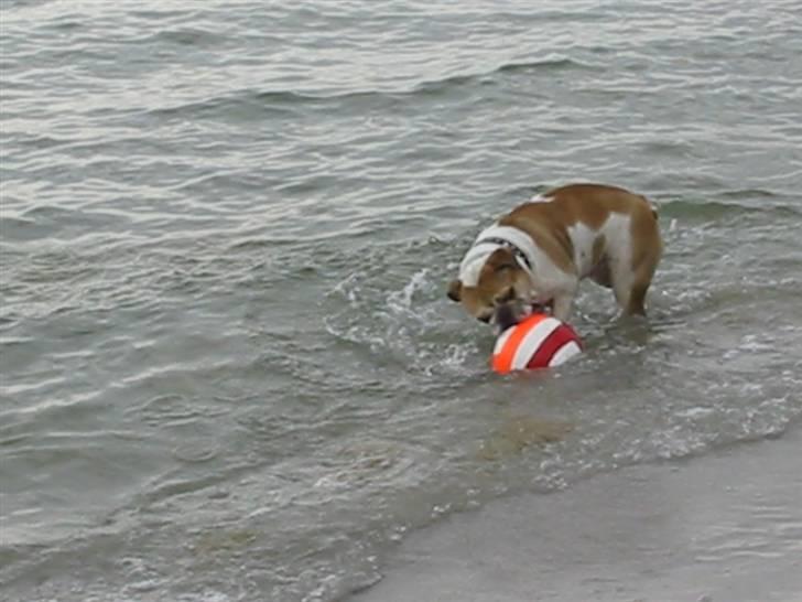 Engelsk bulldog Freja billede 16