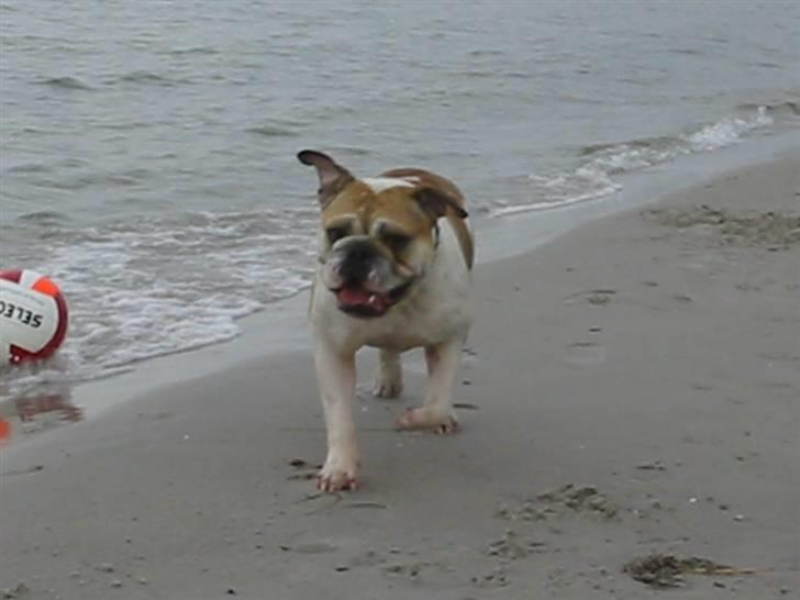 Engelsk bulldog Freja billede 17