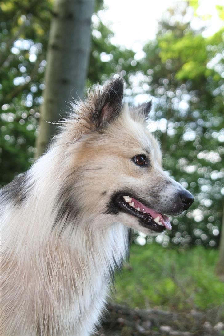 Islandsk fårehund Blidur - I skoven - 2008 - 3 år.  billede 1