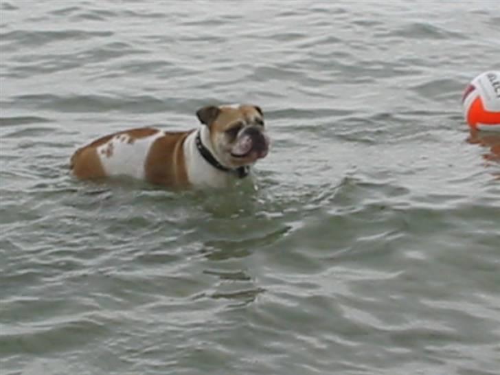 Engelsk bulldog Freja billede 18