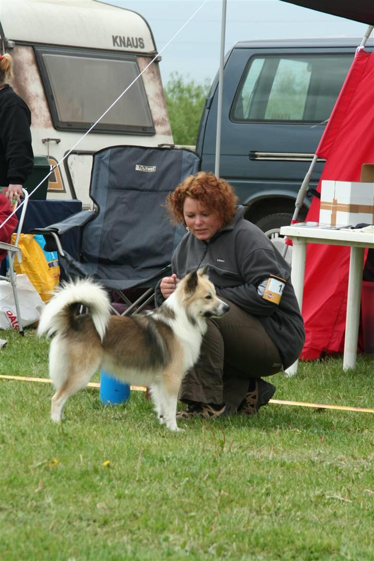 Islandsk fårehund Blidur - Udstilling i Randers 2006 billede 2