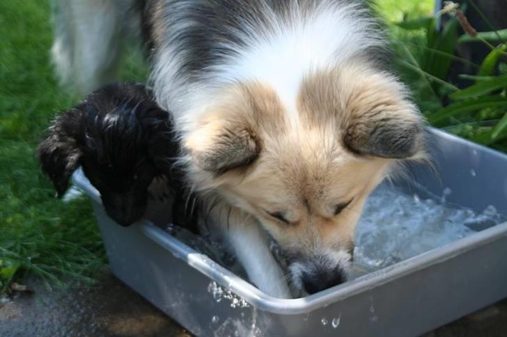 Islandsk fårehund Blidur - Hvor blev den af??? Blidur og Fiona køler af i sommervarmen... billede 3
