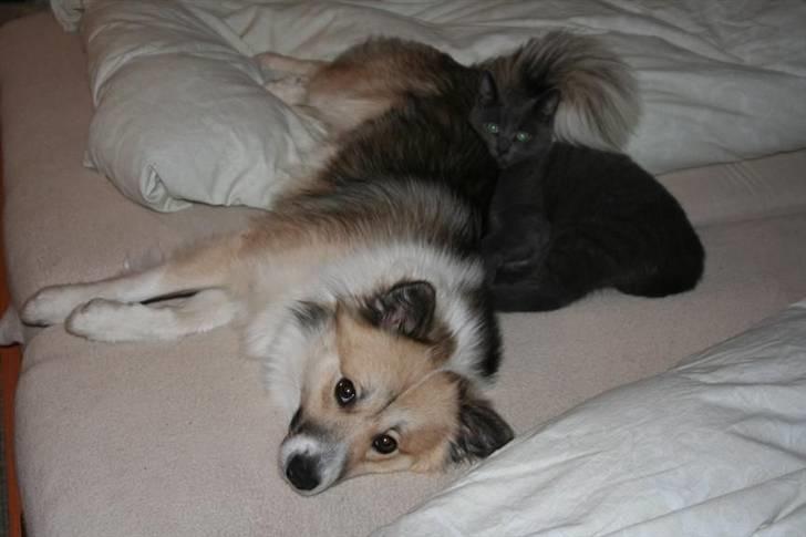 Islandsk fårehund Blidur - Tror nok godt vi må ligge her... :o) billede 4