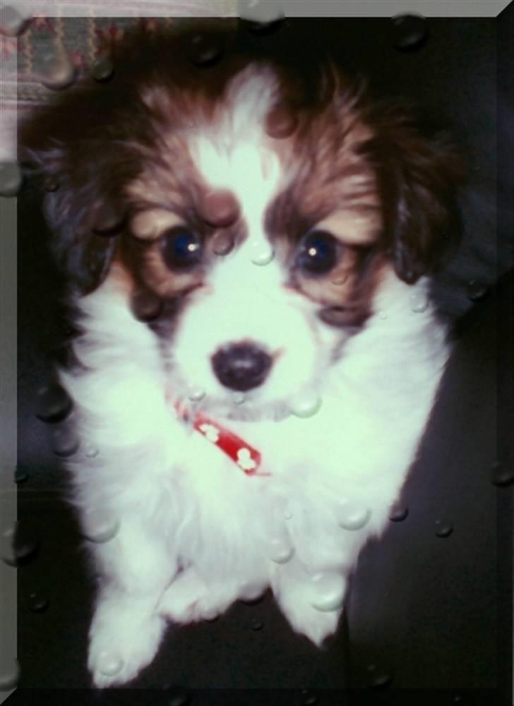 Papillon Chili - Her er jeg 8 uger gammel billede 14