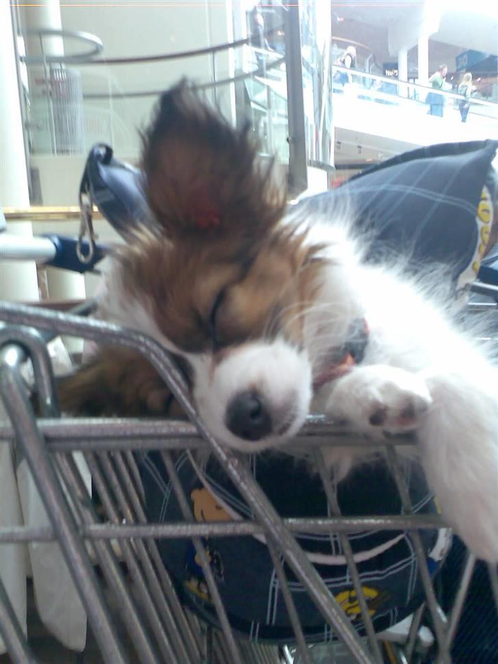 Papillon Chili - Man bliver bare så træt af at shoppe billede 16