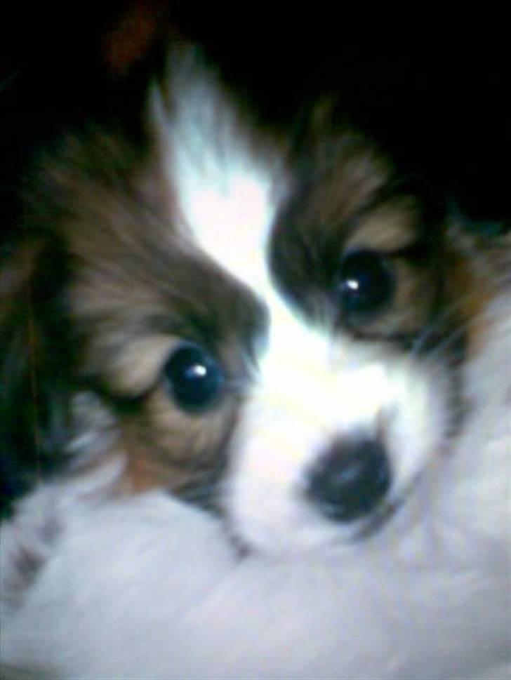 Papillon Chili - Lille Chili ca 7 uger gammel billede 17