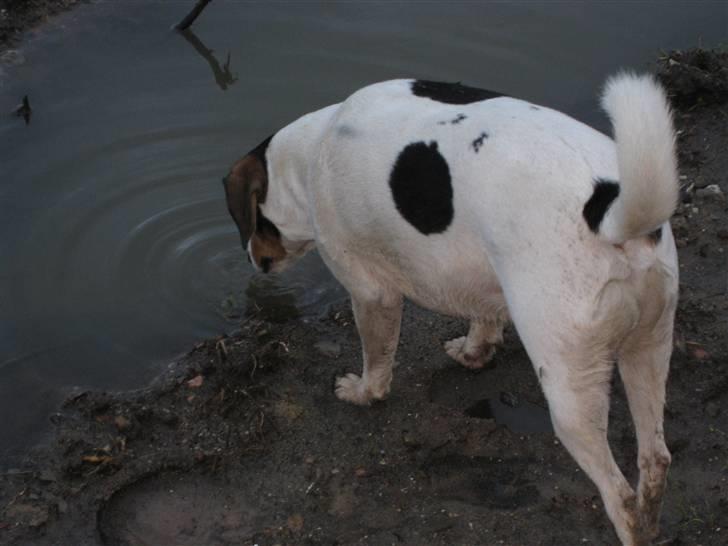 Dansk svensk gaardhund Bacardi billede 8