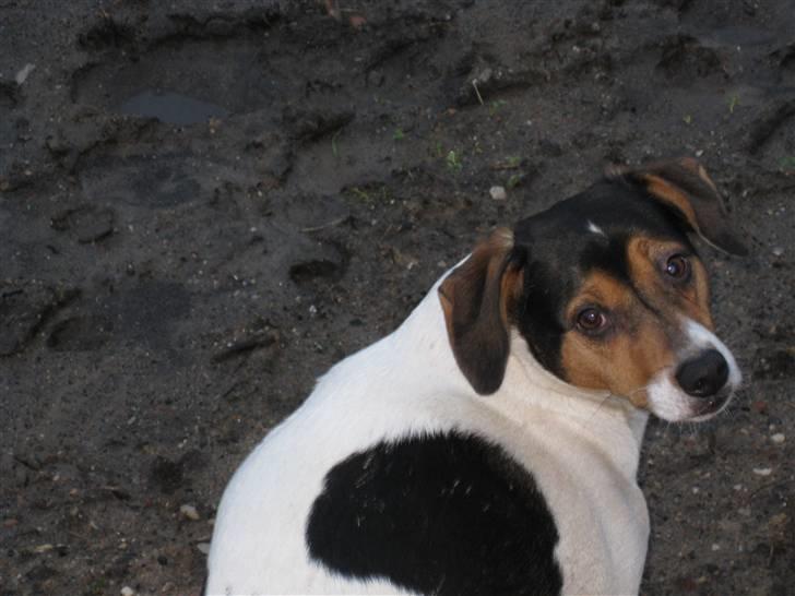 Dansk svensk gaardhund Bacardi billede 9