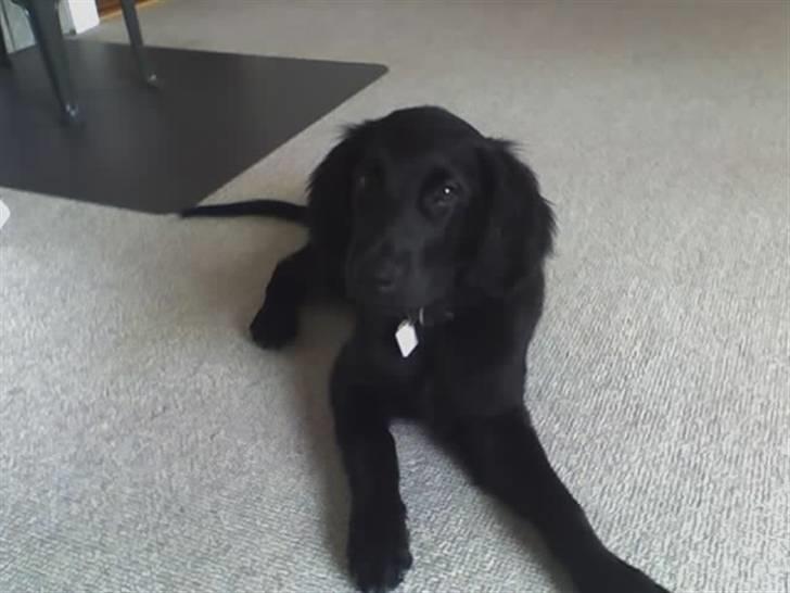 Flat coated retriever Freja billede 4