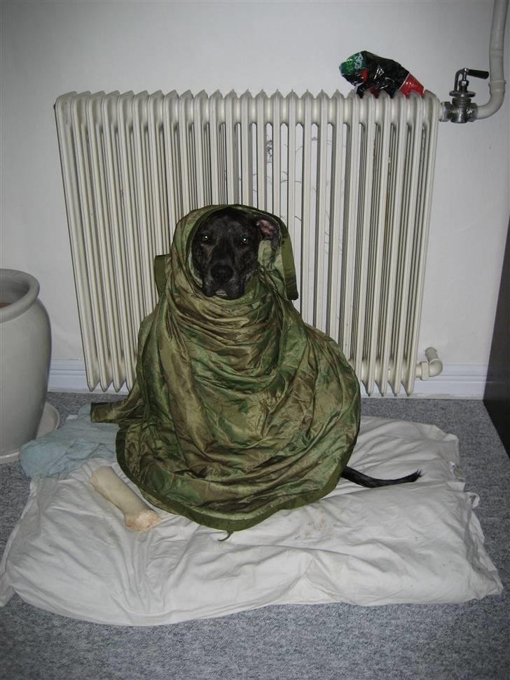 Blanding af racer Baloo - E.T. phone home ;o) billede 5