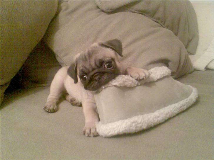 Mops Perle billede 8