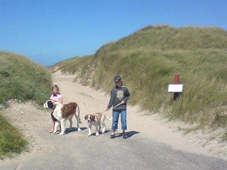 Sankt bernhardshund Bertha - Bertha & Bear efter strandtur i Klitm. okt.07 billede 3