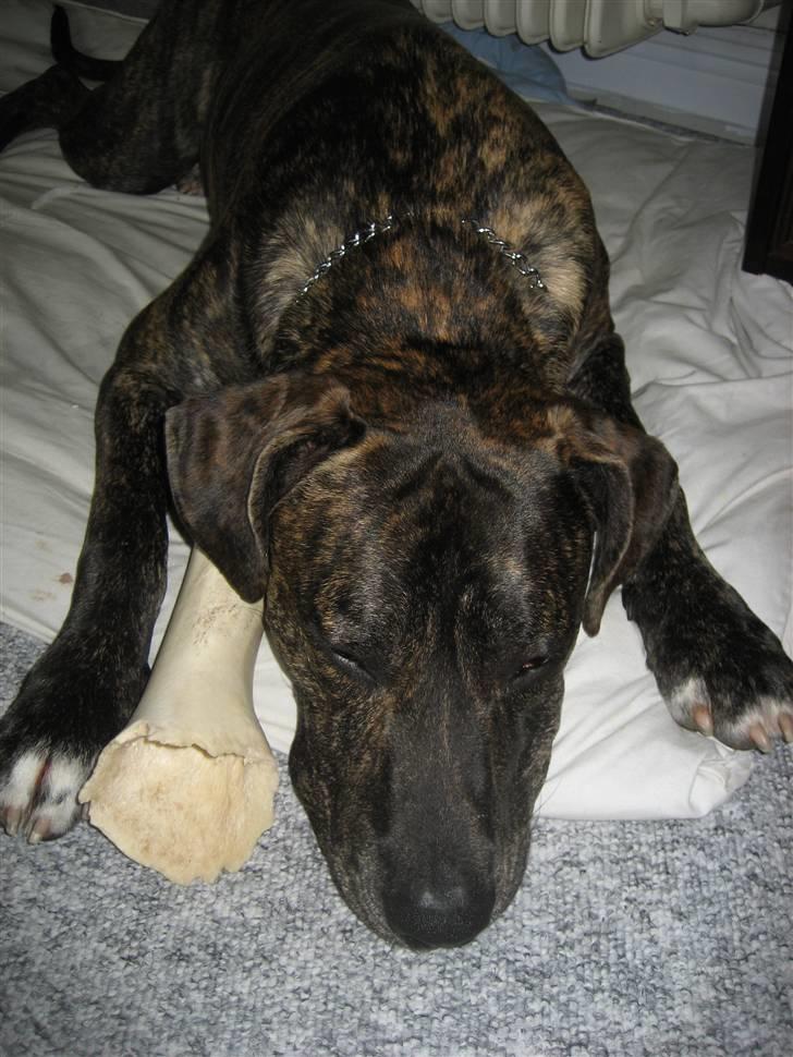 Blanding af racer Baloo billede 6