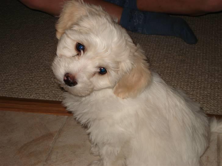 Blanding af racer FREJA billede 14