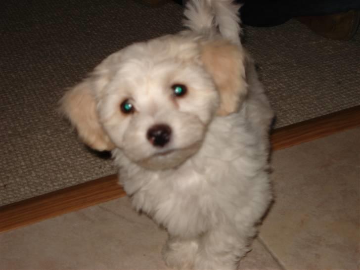 Blanding af racer FREJA billede 15