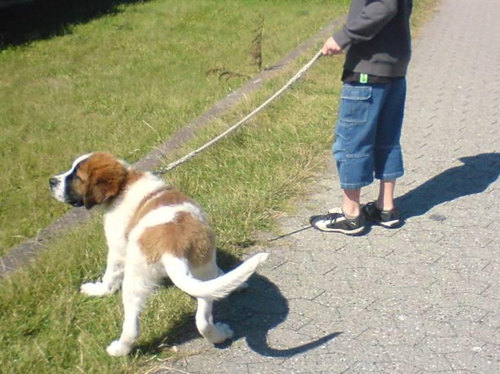 Sankt bernhardshund Bertha - 1.0kt.07 Kære menneske -- det er mig der bestemmer retning vi gå (Bertha) billede 4