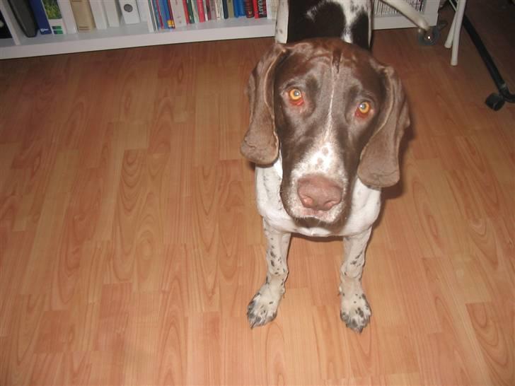 Gammel dansk hønsehund Anton - (:  billede 3