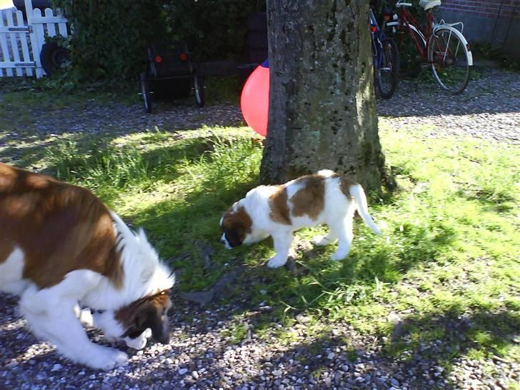 Sankt bernhardshund Bertha - Bertha hilser på hendes sambo Bear på 12 mdr 21 juni 07 billede 5