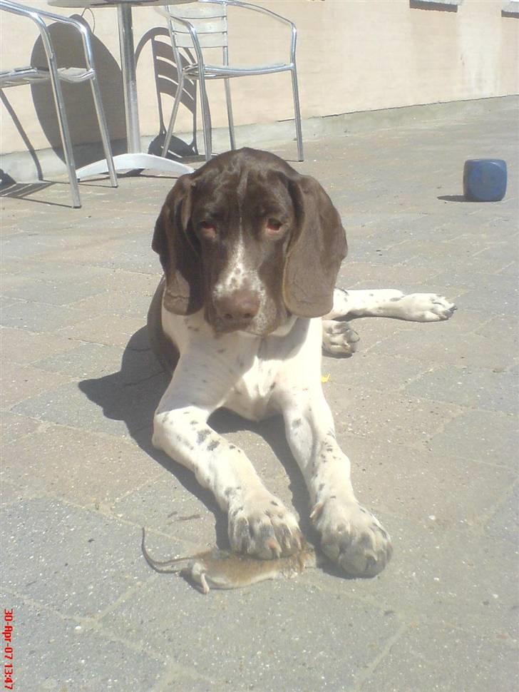 Gammel dansk hønsehund Anton - Anton´s første fangst. (: - ad.  billede 4