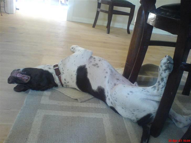 Gammel dansk hønsehund Anton - Zzzzz - sov godt.  billede 5