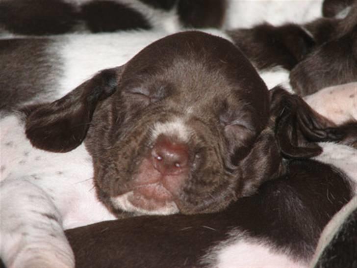 Gammel dansk hønsehund Anton - ´ som helt helt baby. SØDT!  billede 6