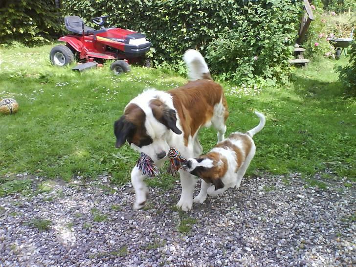 Sankt bernhardshund Bertha - Ok ,med sådan en stor hund kan man da godt lege 26juni07 billede 6