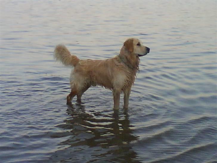 Golden retriever Peka's Rasmus :D - wee haha billede 1