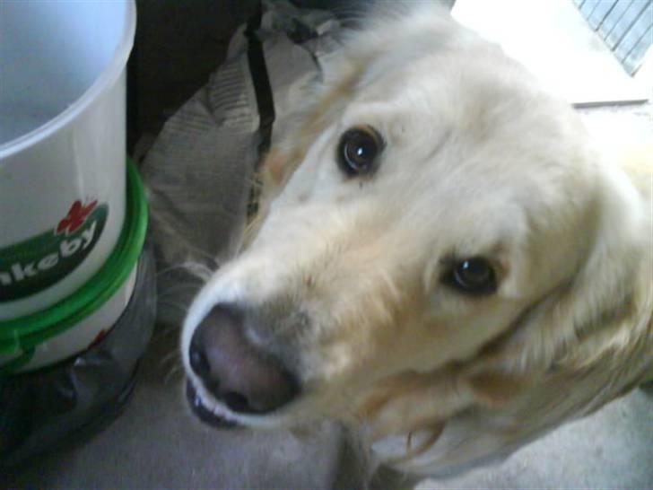 Golden retriever Peka's Rasmus :D - smukke billede 2