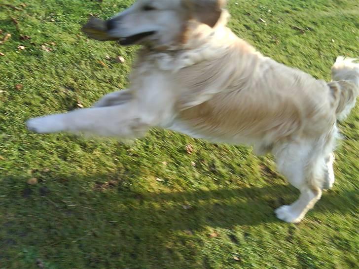 Golden retriever Peka's Rasmus :D - heeh han kan sørme også stejle som en hest billede 3