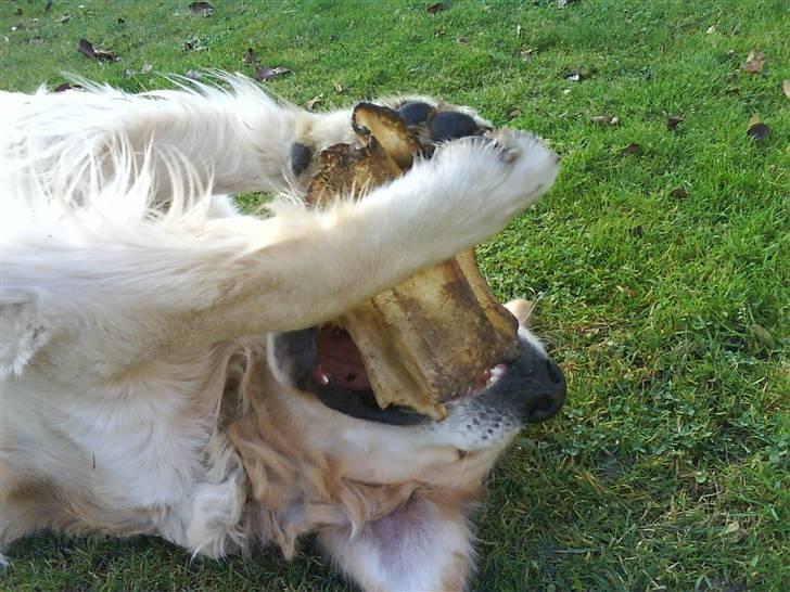 Golden retriever Peka's Rasmus :D - skøre dig billede 4