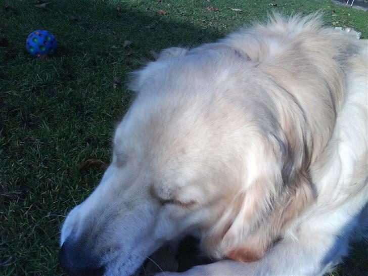 Golden retriever Peka's Rasmus :D - lækkert kødben billede 5