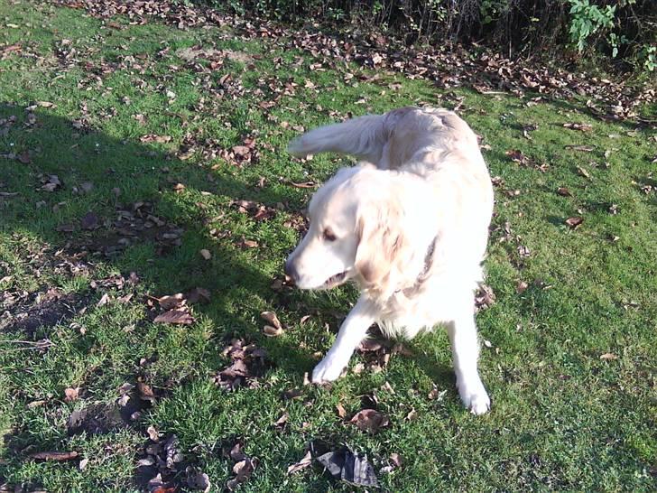 Golden retriever Peka's Rasmus :D - haha du kan ikke fange mig billede 6