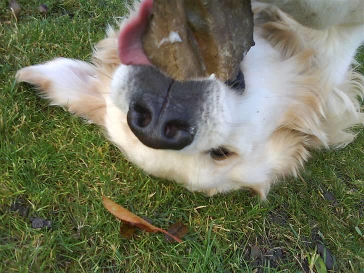 Golden retriever Peka's Rasmus :D - hvor er du grim rasmus især fra den vinkel billede 7