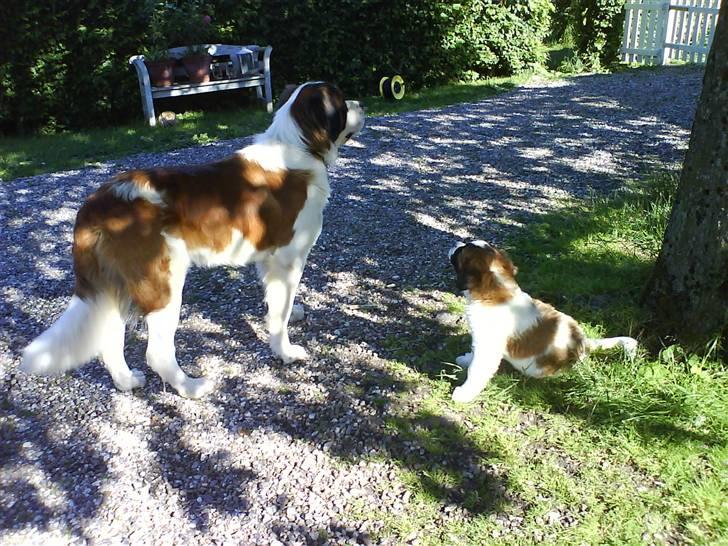 Sankt bernhardshund Bertha - Anden dag i det nye hjem i lære som vagthund billede 8