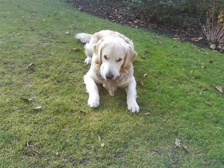 Golden retriever Peka's Rasmus :D - nåå  billede 8