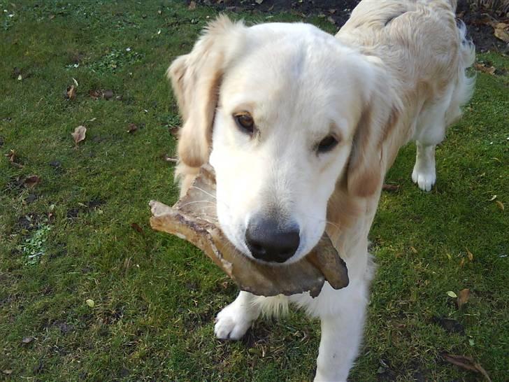 Golden retriever Peka's Rasmus :D - du er så sød billede 9
