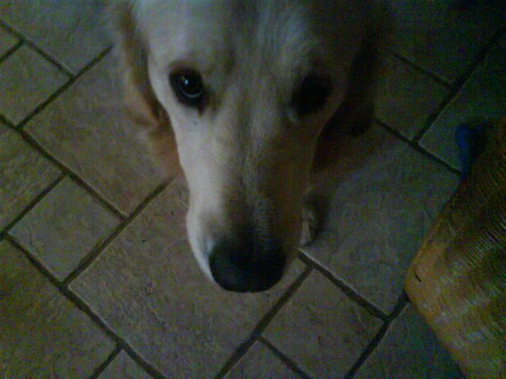 Golden retriever Peka's Rasmus :D - nej ikke sende mig de der øjne ( han ville ha noget salat )  billede 10