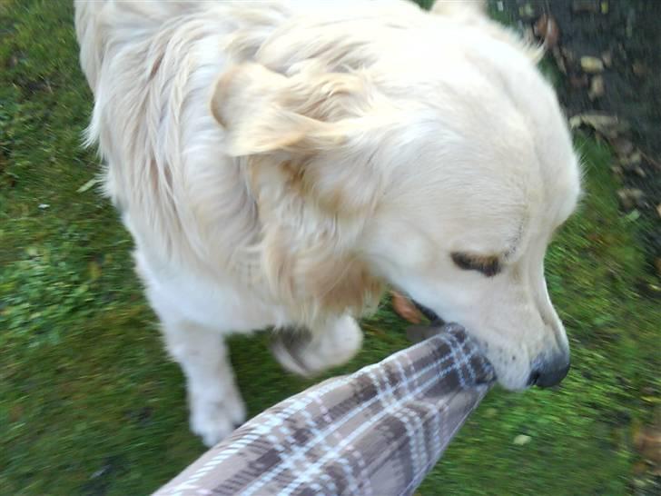 Golden retriever Peka's Rasmus :D - nej ikke blusen billede 11