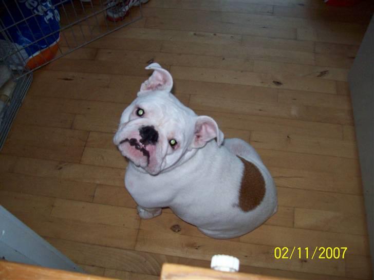 Engelsk bulldog luci billede 1